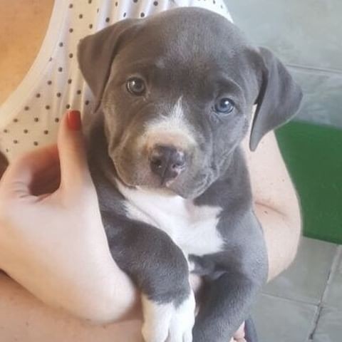 American Staffordshire Terrier welpen zu verkaufen